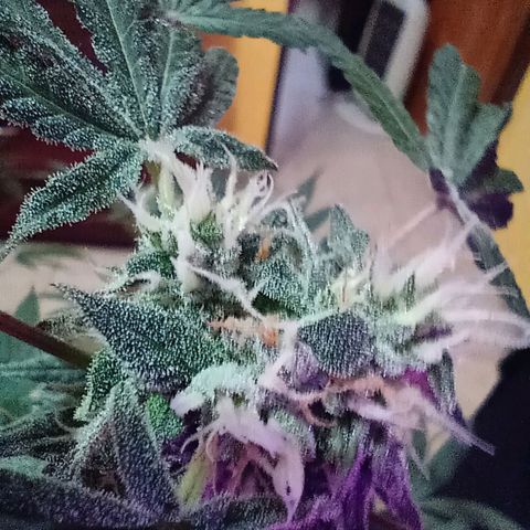 Choco OG growlog timeline photo