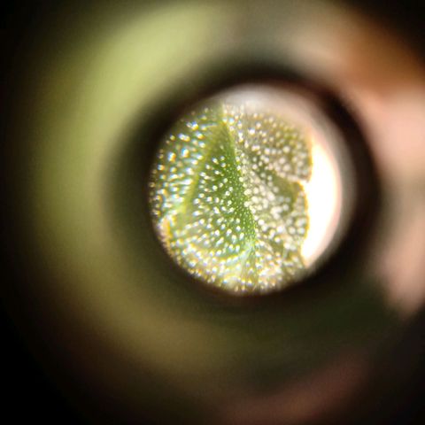 Choco OG growlog timeline photo