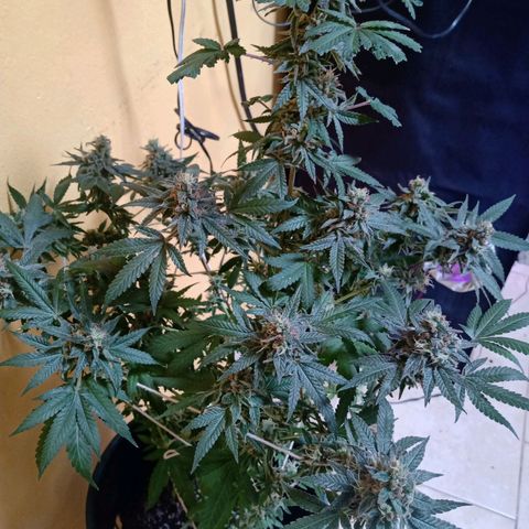 Choco OG growlog timeline photo