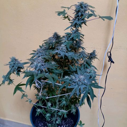 Choco OG growlog timeline photo