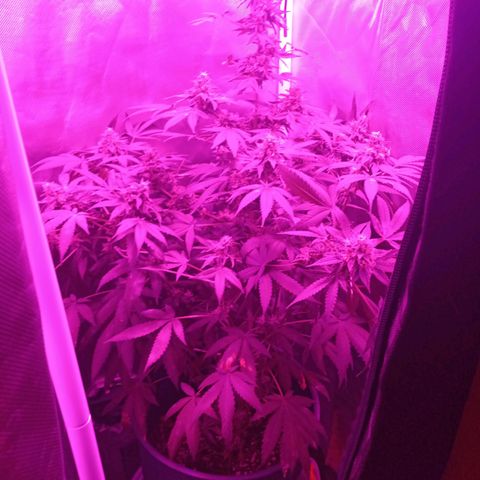 Choco OG growlog timeline photo