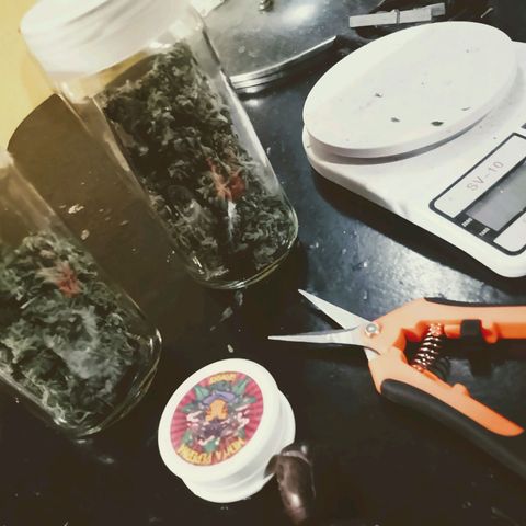 Choco OG growlog timeline photo