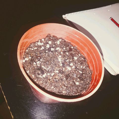 Choco OG growlog timeline photo