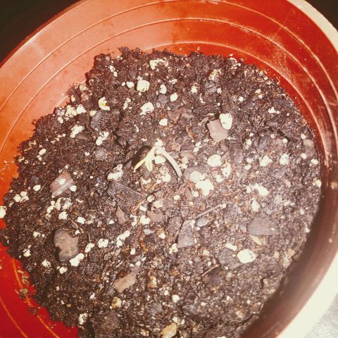 Choco OG growlog timeline photo