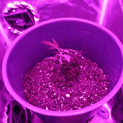Choco OG growlog timeline photo