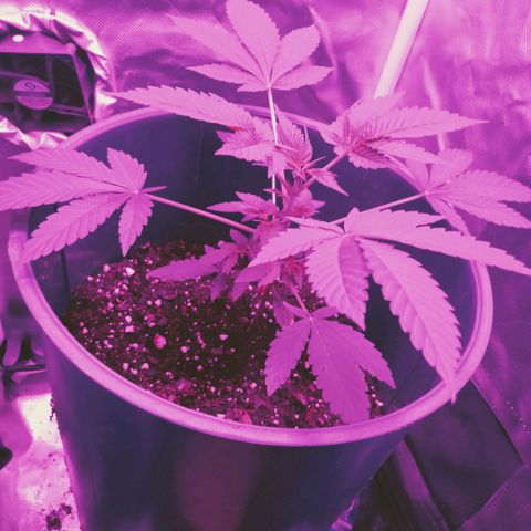 Choco OG growlog timeline photo