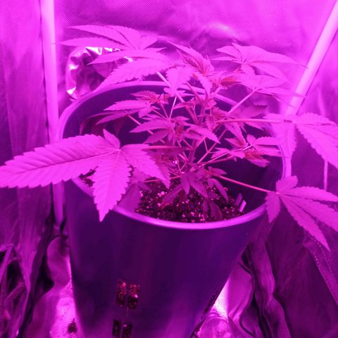 Choco OG growlog timeline photo
