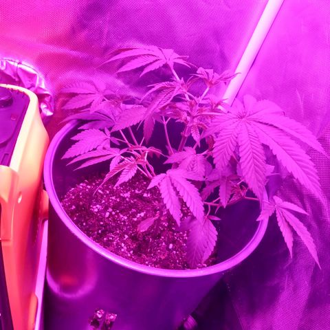 Choco OG growlog timeline photo