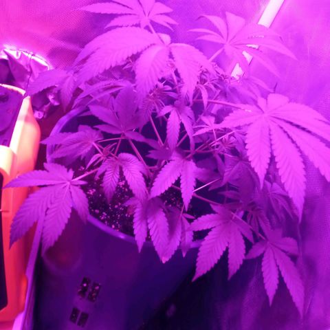 Choco OG growlog timeline photo