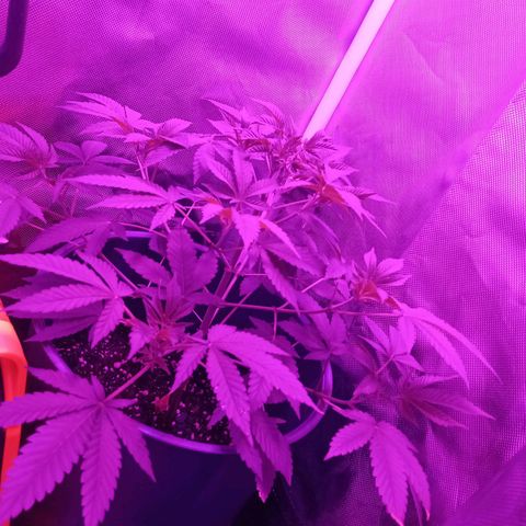Choco OG growlog timeline photo