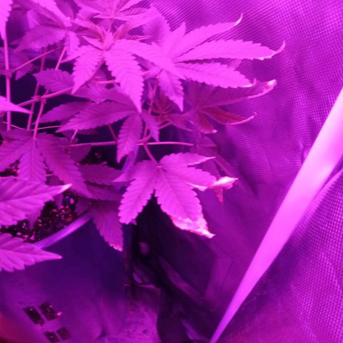 Choco OG growlog timeline photo