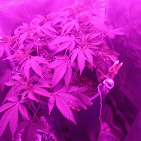 Choco OG growlog photo: Se utilizó guías para maximizar el espacio