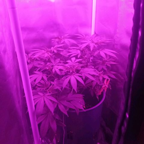Choco OG growlog timeline photo