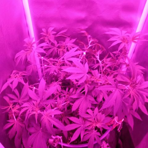 Choco OG growlog timeline photo