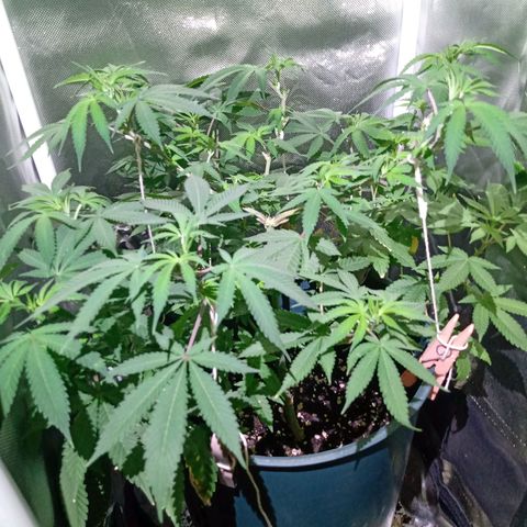 Choco OG growlog timeline photo