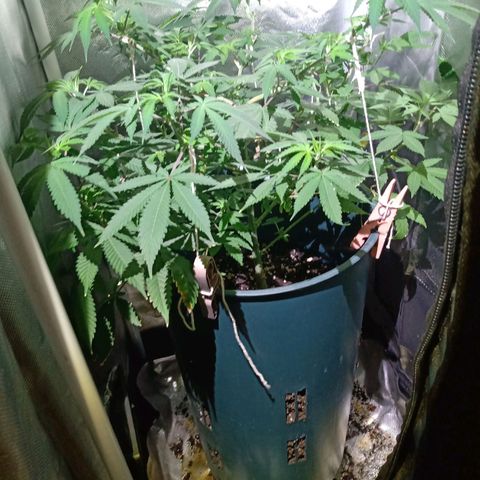 Choco OG growlog timeline photo