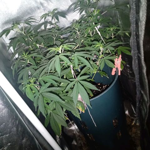 Choco OG growlog timeline photo