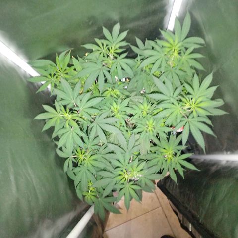 Choco OG growlog timeline photo