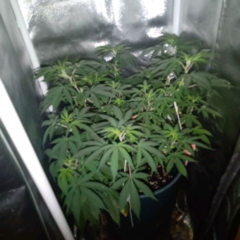 Choco OG growlog timeline photo