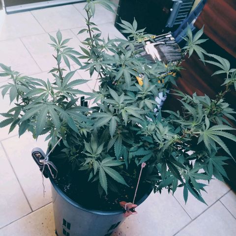 Choco OG growlog timeline photo