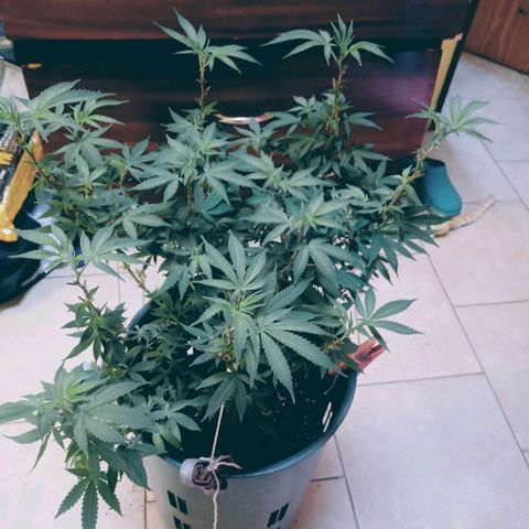 Choco OG growlog timeline photo