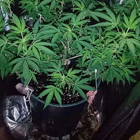 Choco OG growlog photo: Visualización de pistilos