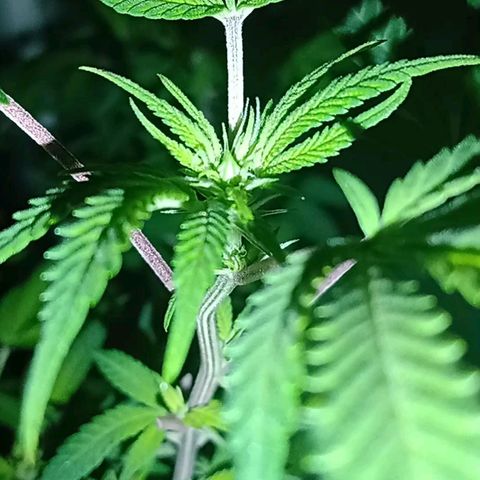 Choco OG growlog photo: Visualización de pistilos