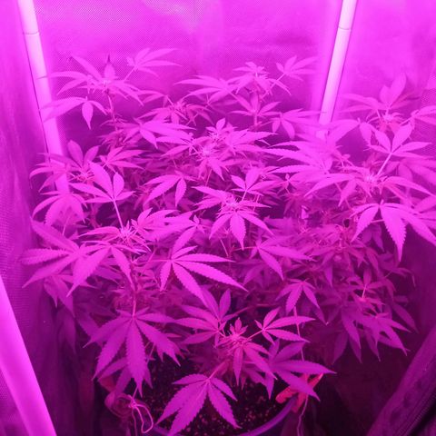 Choco OG growlog timeline photo