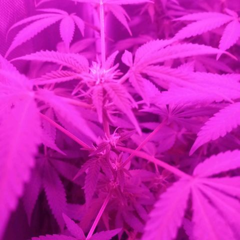 Choco OG growlog timeline photo