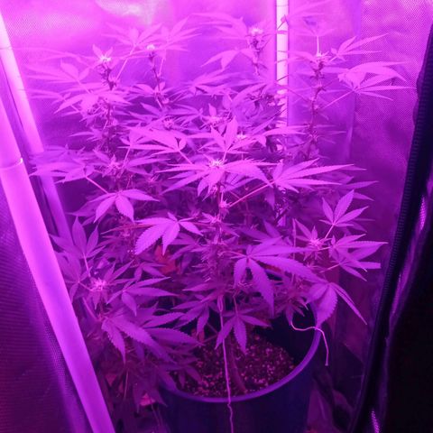 Choco OG growlog timeline photo