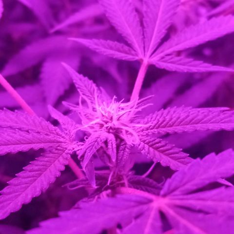 Choco OG growlog timeline photo