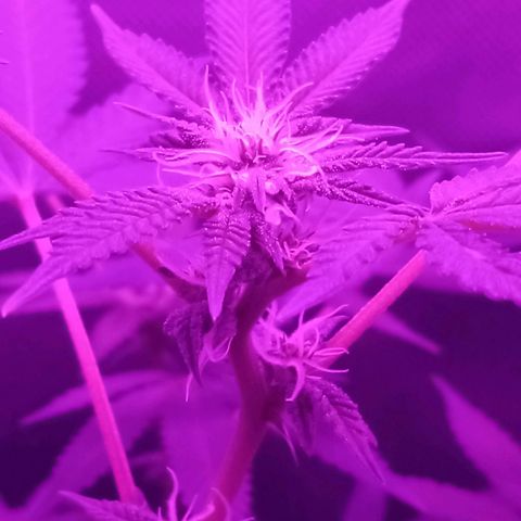 Choco OG growlog timeline photo