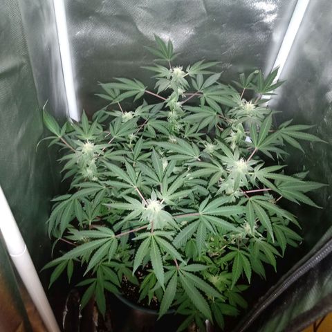 Choco OG growlog timeline photo