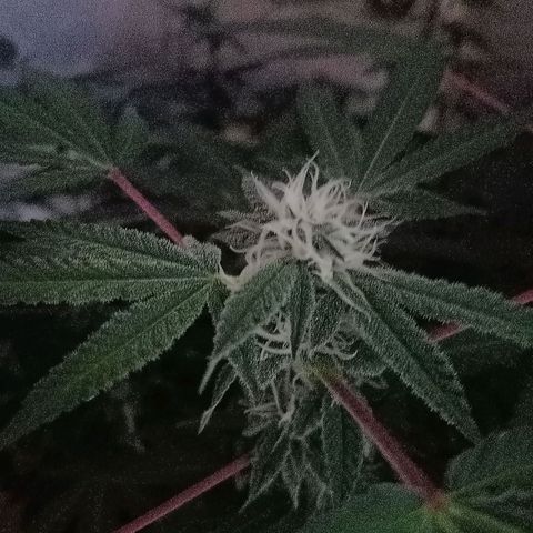 Choco OG growlog timeline photo