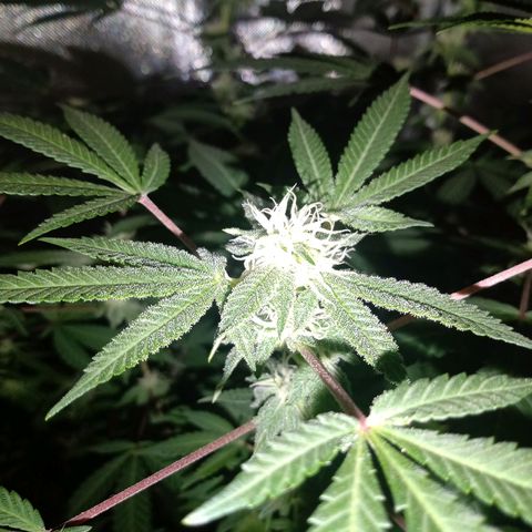 Choco OG growlog timeline photo