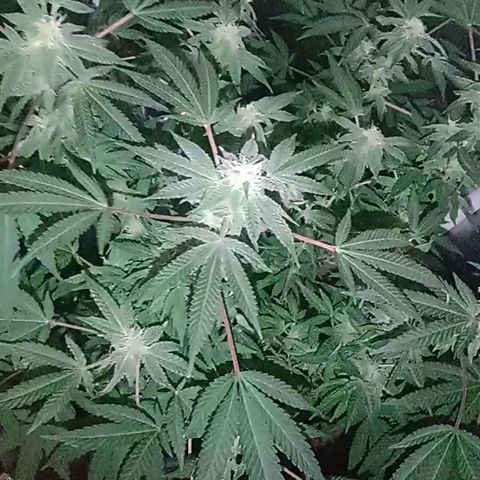 Choco OG growlog timeline photo