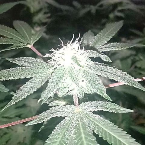 Choco OG growlog timeline photo