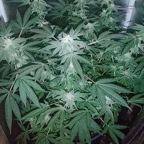 Choco OG growlog timeline photo