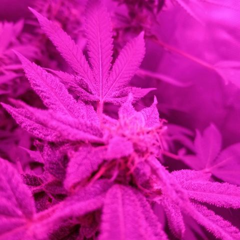 Choco OG growlog timeline photo