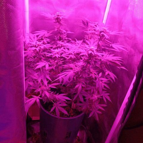 Choco OG growlog timeline photo