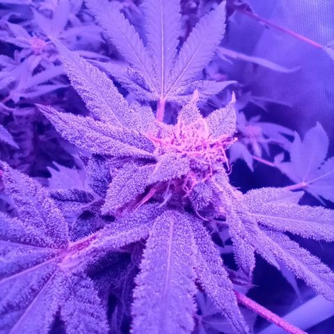 Choco OG growlog timeline photo