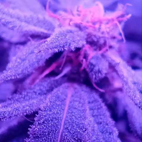Choco OG growlog timeline photo