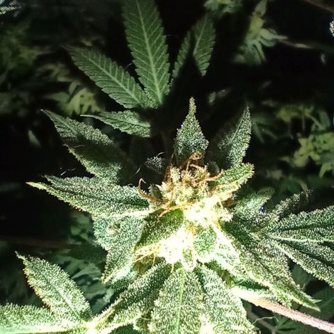 Choco OG growlog timeline photo