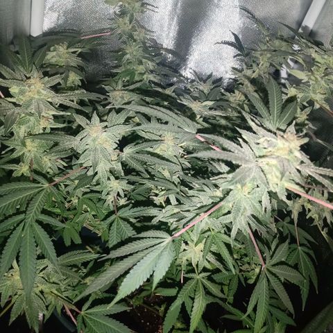 Choco OG growlog timeline photo