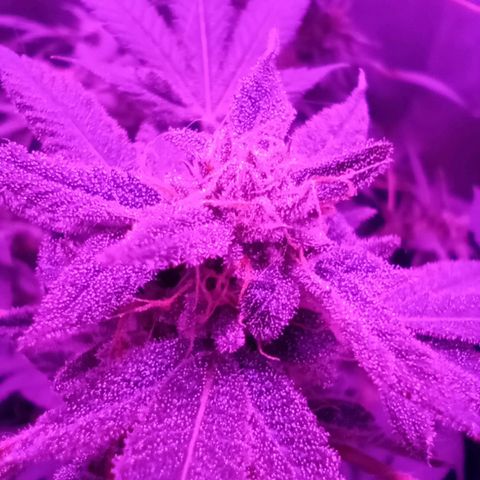 Choco OG growlog timeline photo