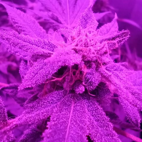 Choco OG growlog timeline photo