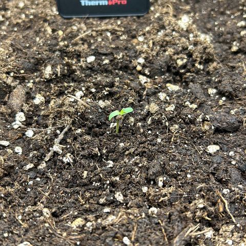 RQS Cosmos F1 growlog timeline photo