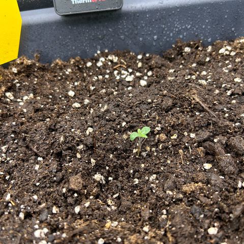 RQS Cosmos F1 growlog timeline photo