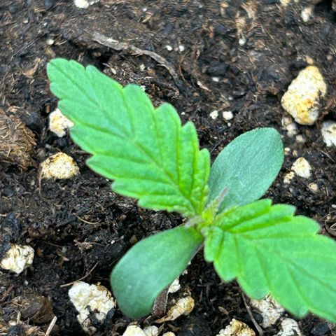 RQS Cosmos F1 growlog timeline photo