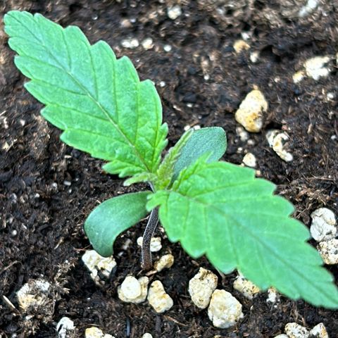 RQS Cosmos F1 growlog timeline photo